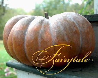 Fairy Tale Pumpkins - Long Island Cheese Pumpkin Seeds - Organic Heirloom Squash Seed Packet - Non-Hybrid No GMO