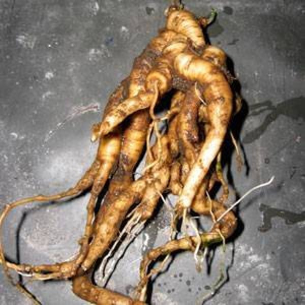 Mandrake Plant Seeds - Organic Production Practices - Mandragora root Seed Packet