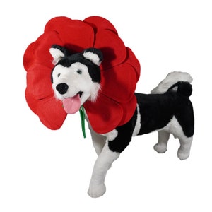 May include: A black and white dog wearing a red flower costume. The dog is standing on a white background.