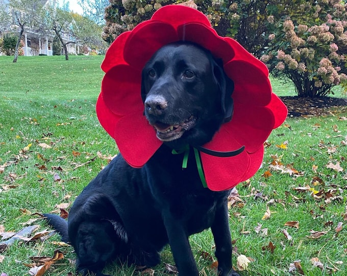 Red Flower Pet Costume (Dog, Cat, Puppy, Kitten)
