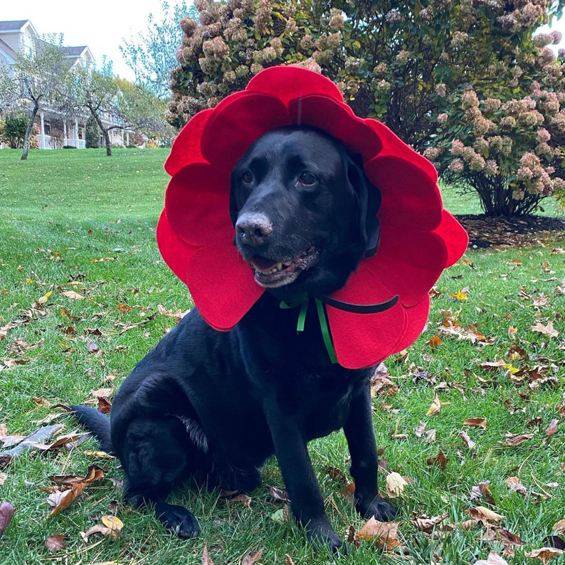 May include: A black Labrador Retriever wearing a red poppy flower costume. The dog is sitting on a bed of fallen leaves.