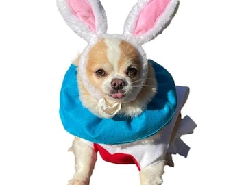 May include: A small dog wearing a white and pink bunny ear hat and a blue collar. The dog is also wearing a white and red outfit. The dog has its tongue sticking out.