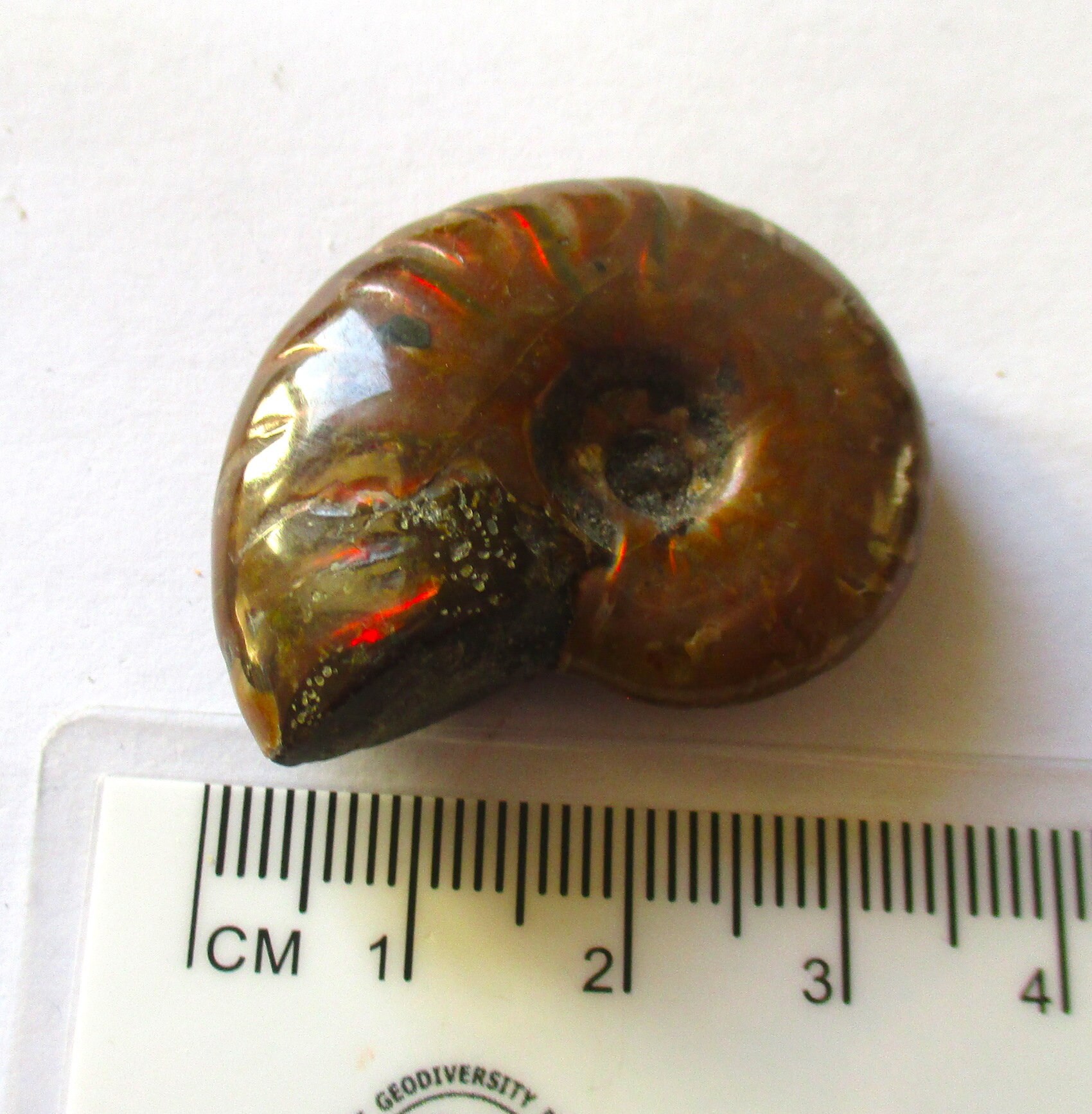 korite ammonite