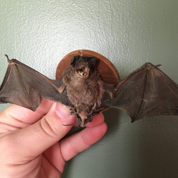 Mounted Scary Bat - Taxidermy Trophy Mounted Preserved Specimen