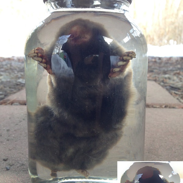 HUGE Mole in a Jar - Preserved Wet Specimen Taxidermy