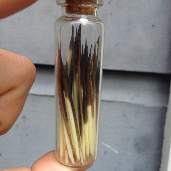 Porcupine Quills in a Corked Glass Vial - Preserved Wet Specimen Taxidermy