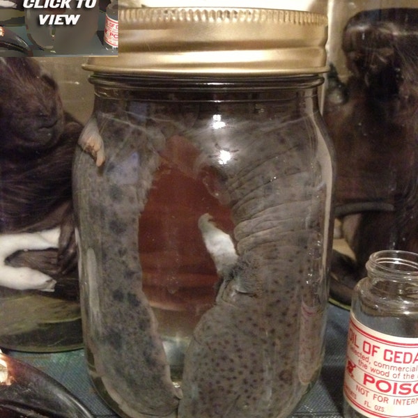 Mudpuppy (Necturus) in a Jar - Preserved Wet Specimen Taxidermy