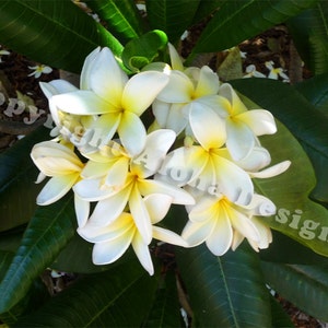White Plumeria Note Cards - blank inside
