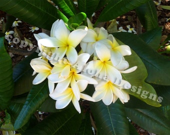 Schede bianche Plumeria nota - vuote all'interno