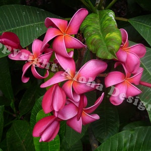 Pink Plumeria Note Cards - blank inside