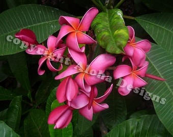 Rosa Plumeria Note Cards - vuota all'interno