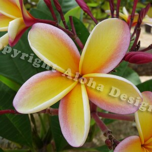 Rainbow Plumeria Note Cards - blank inside