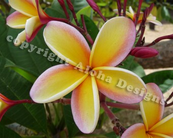 Schede di Plumeria nota arcobaleno - vuote all'interno