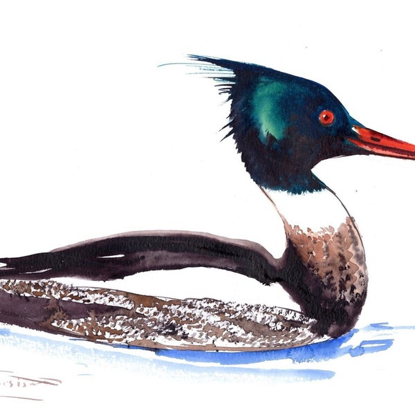 Merganser Duck watercolor artwork, original painting