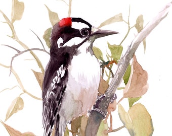 Dawny Woodpecker artwork, original, handpainted watercolor art