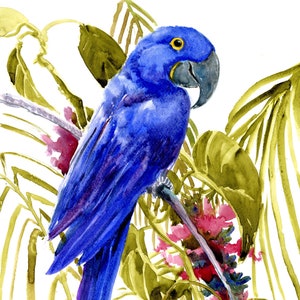 Hyacinth Macaw Parrot artwork, original, hand-painted watercolor painting by artist Suren