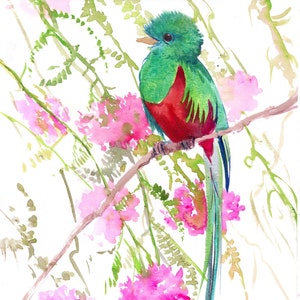 Oeuvre d&#39;art d&#39;oiseau quetzal, peinture originale de Suren