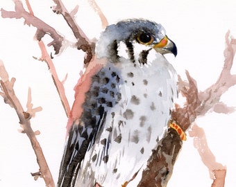 American Kestrel Bird watercolor artwork, original, hand-painted bird wall art