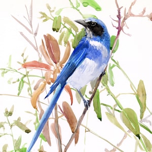 Florida Scrub Jay acquerello opere d'arte, pittura originale
