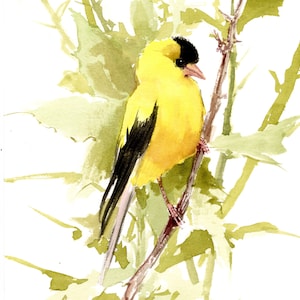 American Goldfinch bird watercolor artwork, original painting