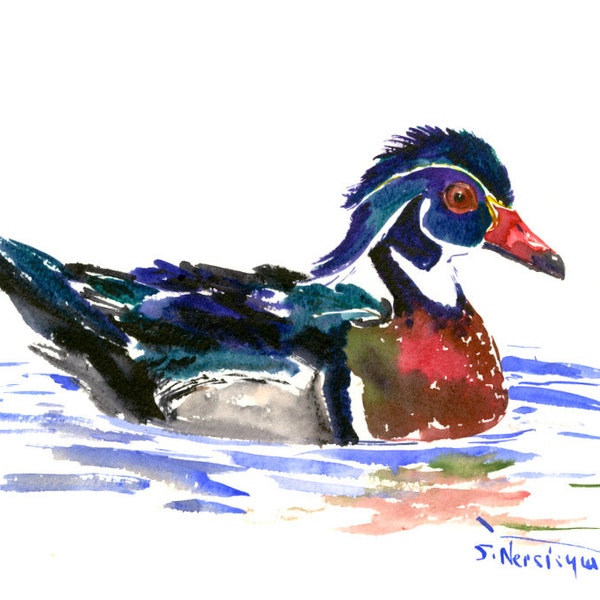 Wood Duck,. Original wagtercolor painting,10 x 8  in, duck art, duck wall art