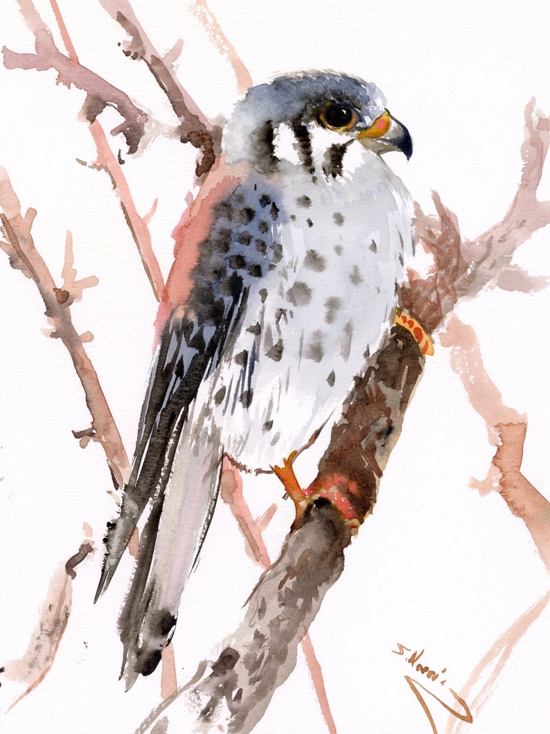 American Kestrel Bird watercolor artwork, original, hand-painted bird wall art image 1