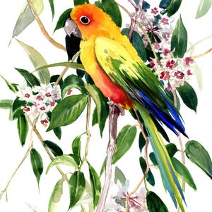 Sun Conure Parrot and Hoya Artwork, an original watercolor painting by artist Suren