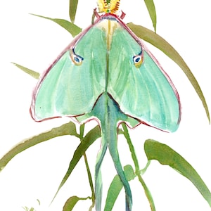 Luna Moth Kunstwerk, original Aquarellmalerei, weiche grüne Natur inspirierte einzigartige Wandkunst
