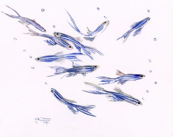 Zebrafish watercolor artwork, an original painting by artist Suren