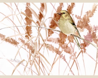 Female American Goldfinch bird artwork, an original watercolor painting by artist Suren