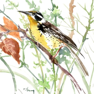 Eastern Meadowlark Bird Watercolor Painting, Original Artwork, Birds