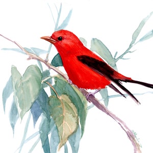 Summer Tanager bird artwork, original watercolor painting