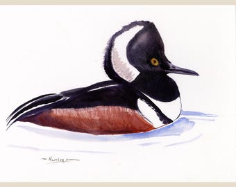May include: Watercolor painting of a Hooded Merganser duck floating on water. The duck has a distinctive black head with a large white patch, a black back, and a reddish-brown chest. The duck's eye is yellow.