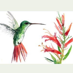 Hummingbird artwork, an original watercolor painting by srtist Suren