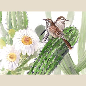 Cactus Wren and Saguaro Flowers, an original watercolor painting by artist Suren