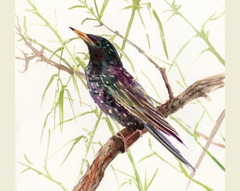 Starling Bird Aquarellkunst, ein Originalbild von Künstler Suren