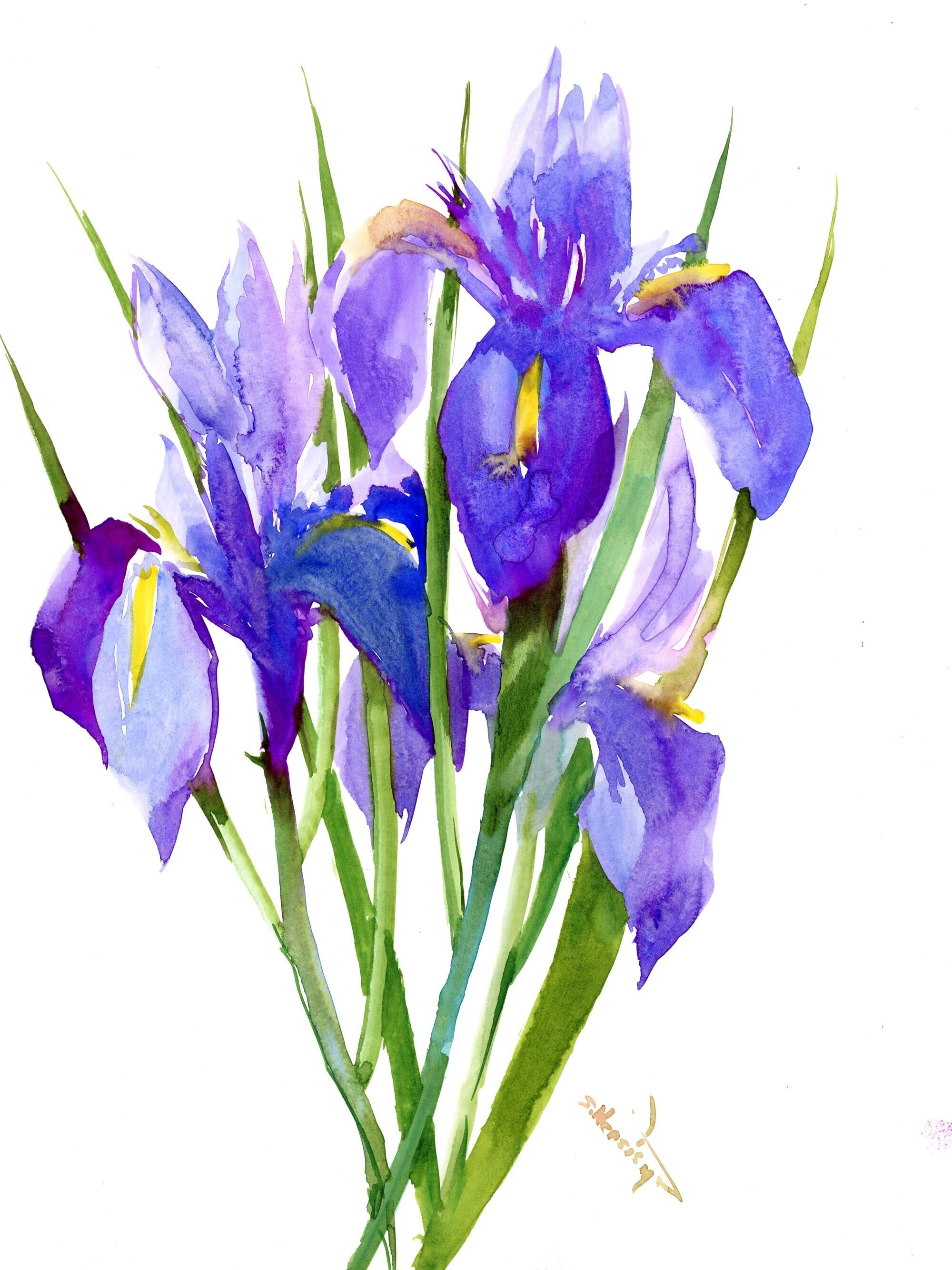 Original Blue Iris Drawing in Colored Pencil , Flower Portrait 