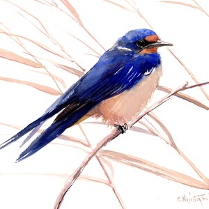 Barn Swallow artwork, an original watercolor painting by artist Suren