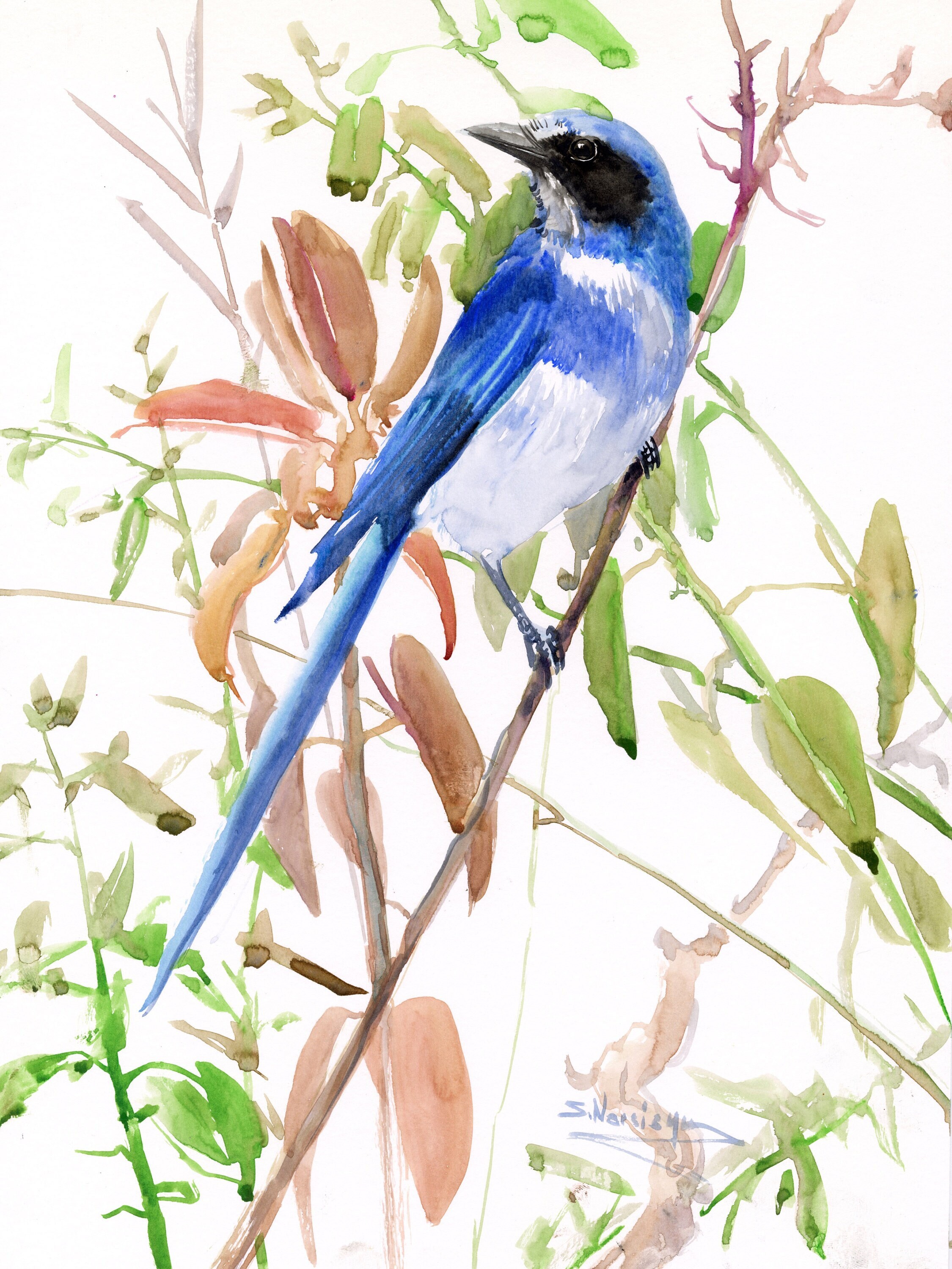 Florida Scrub Jay watercolor Artwork, Original painting