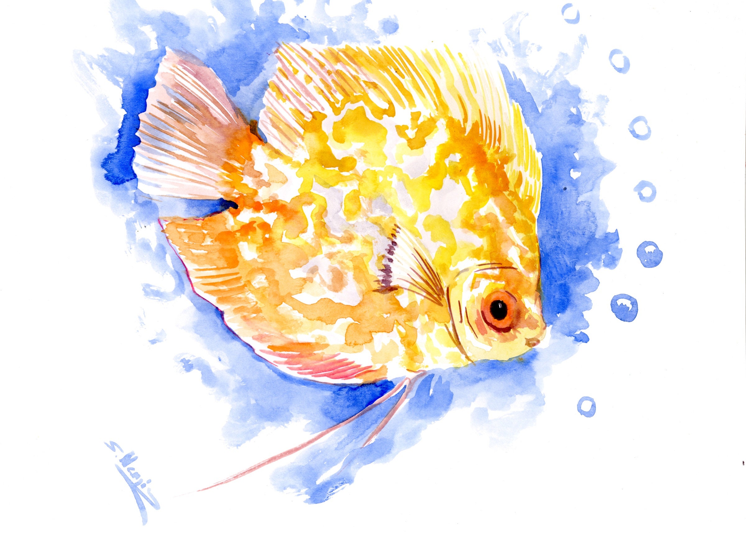 Yellow Discus Fish artwork, original watercolor painting