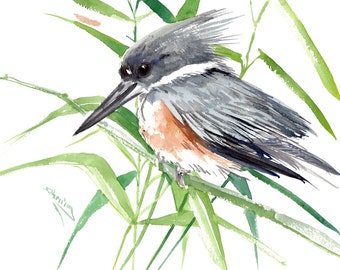 Belted Kingfisher bird art, original watercolor painting