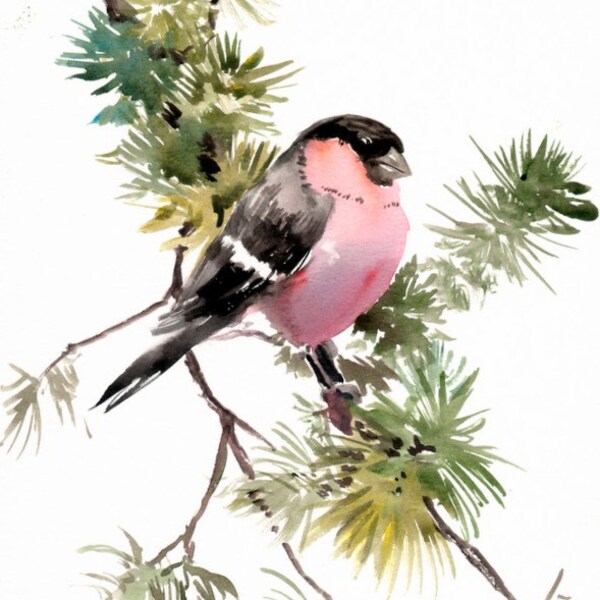 Bullfinch, Original watercolor painting, 12 X 9 in, bullfinch and pine tree, pink black green wall art christmas bird