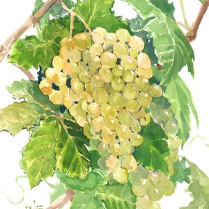 Sauvignon Blanc-druivenkunstwerk, origineel, handgeschilderd aquarelschilderij