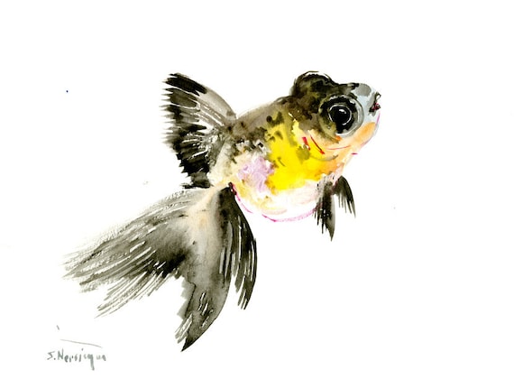black moor panda goldfish