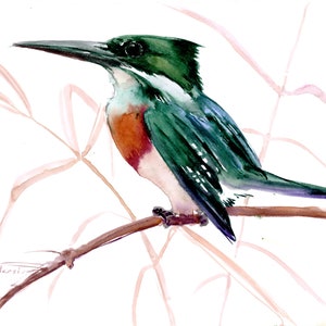 Aquarelle martin-pêcheur vert