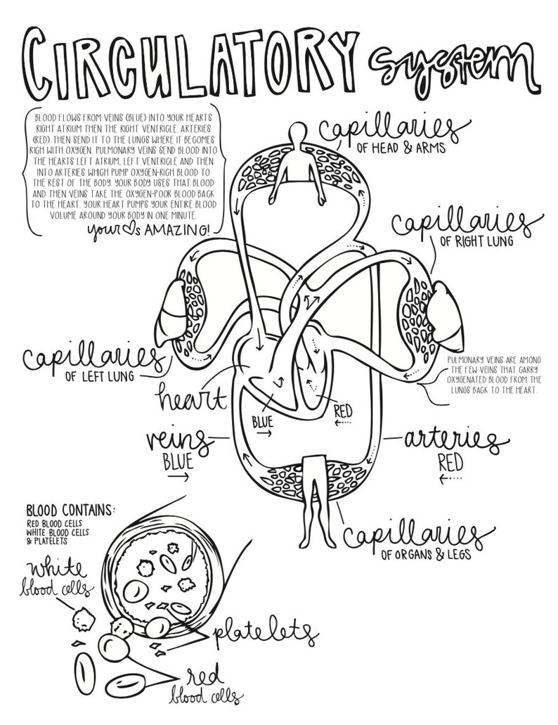 Cycle 3 SCIENCE coloring pages 5th edition image 5