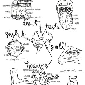 Cycle 3 SCIENCE coloring pages 5th edition image 3