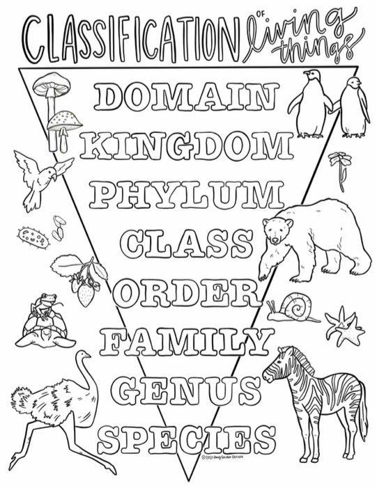 Cycle 1 COMPLETE pack of memory work coloring pages 5th | Etsy