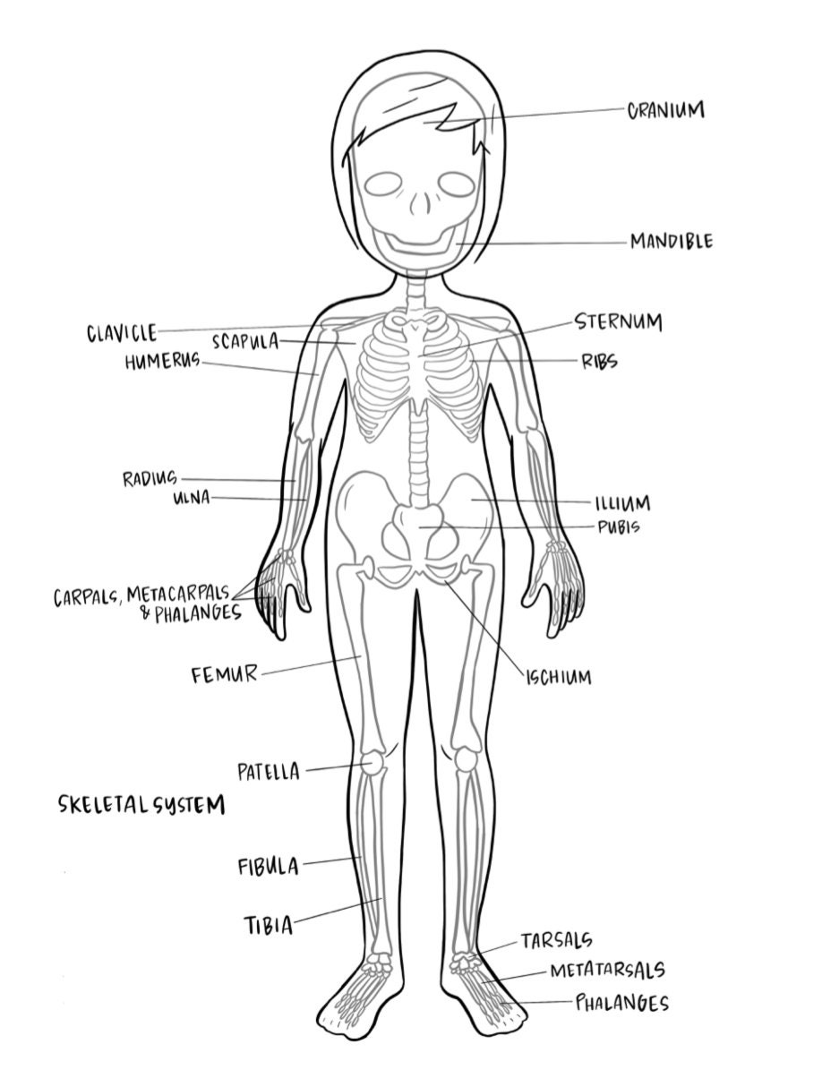 Anatomie flipbook en kleurplaten - Etsy België, image size:918x1195
