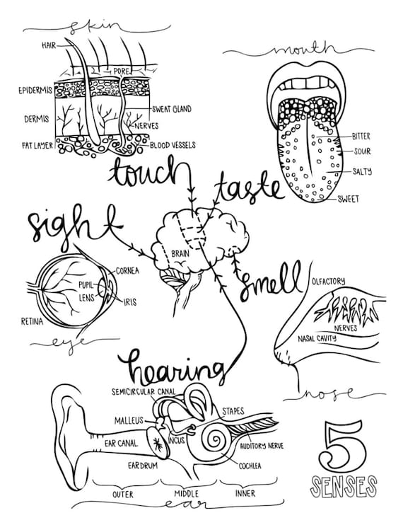 Anatomy For Kids Coloring Pages